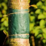 Your December Garden Calendar