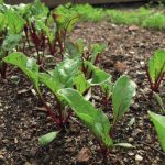 Organic hospitality: a boutique retreat garden