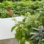 Glowpear Café Planter: more mobile goodness