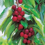 Cherry Lapins