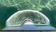 A new self-levelling skimmer offers a water smart solution for your pool