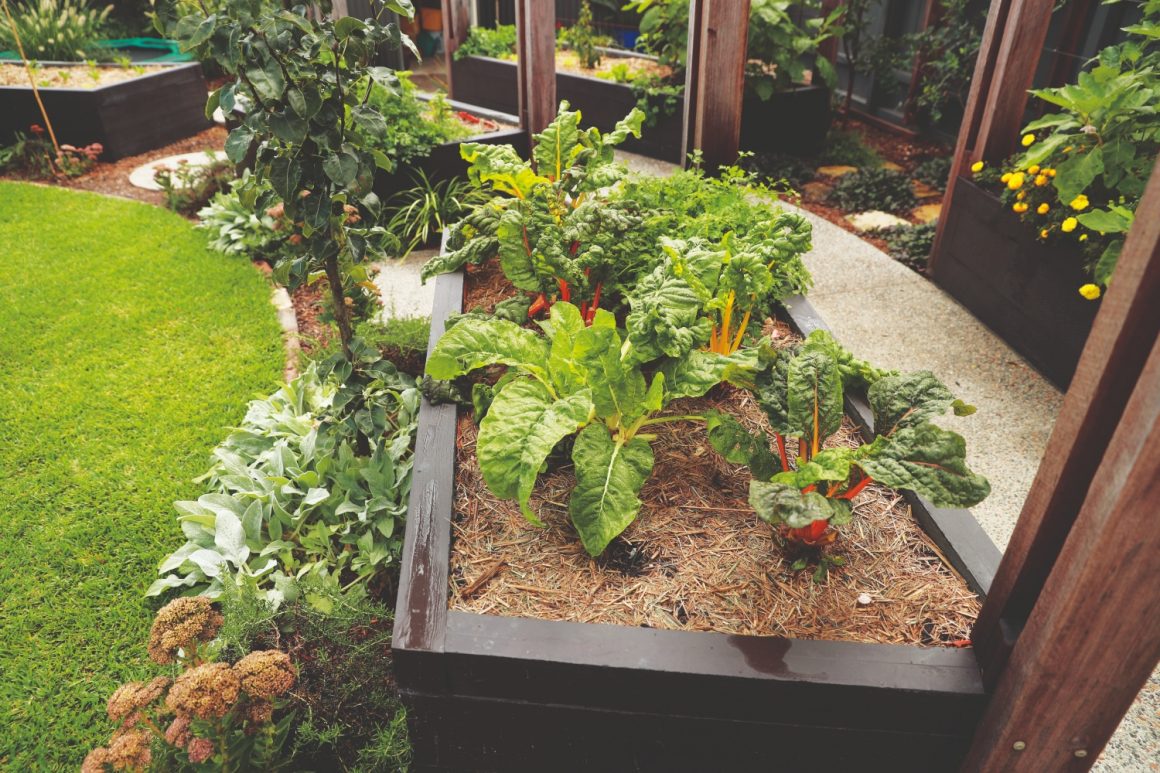 a kitchen garden packed with everything you could need