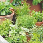 Herb Growing