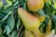Pears
