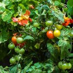 Cherry Tomatoes