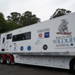 Porta's Partnership with Byron Bay Wildlife Sanctuary