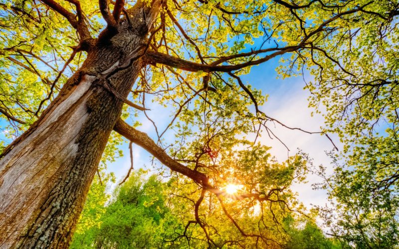 Gold Rush, Good Organic Garden