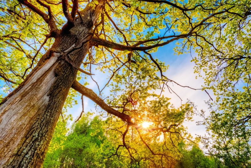 Gold Rush, Good Organic Garden