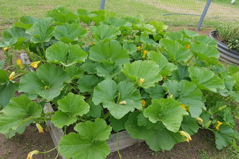 Pumpkin vines
