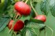 Rose hips