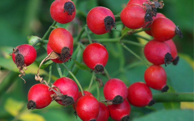Rose hips