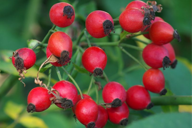 Rose hips