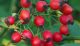 Rose hips