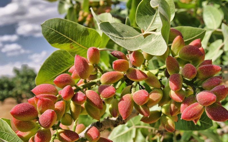 Pistachio