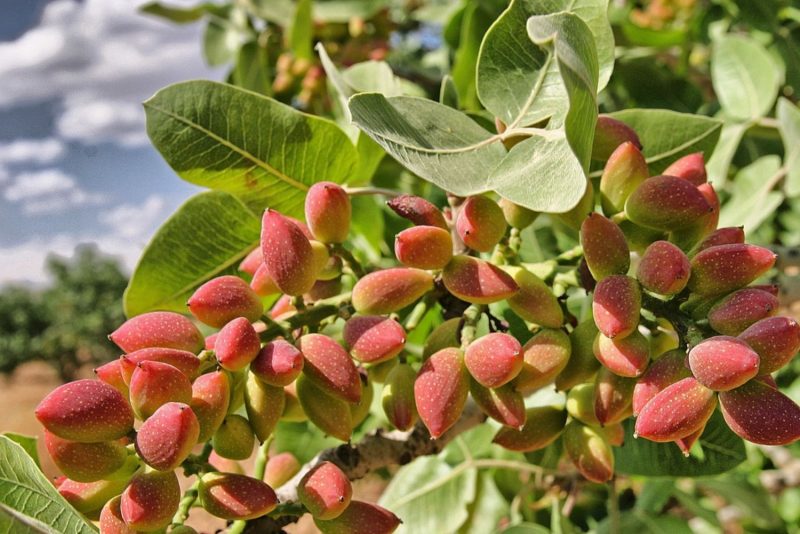 Pistachio