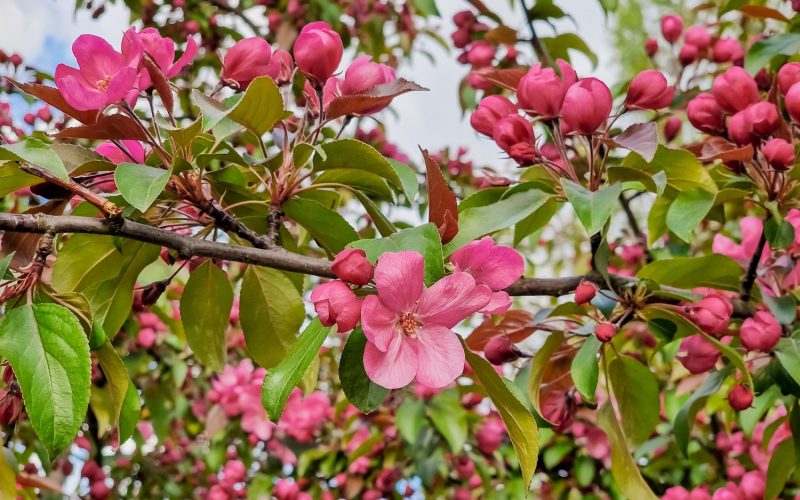 Crabapple