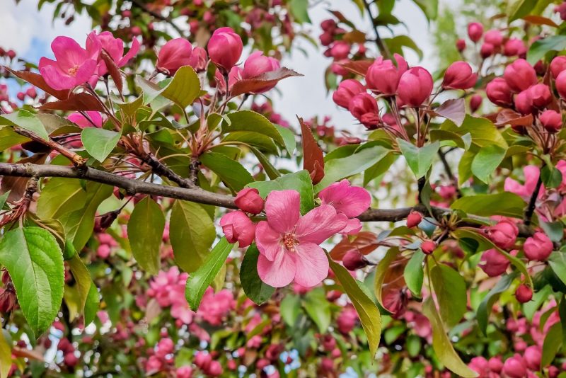 Crabapple