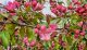 Crabapple