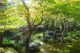 Japanese Garden