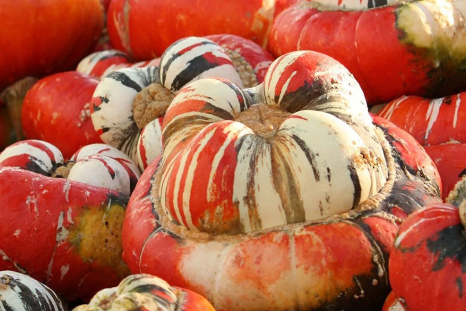 Pumpkin