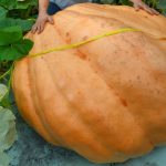 Pumpkin