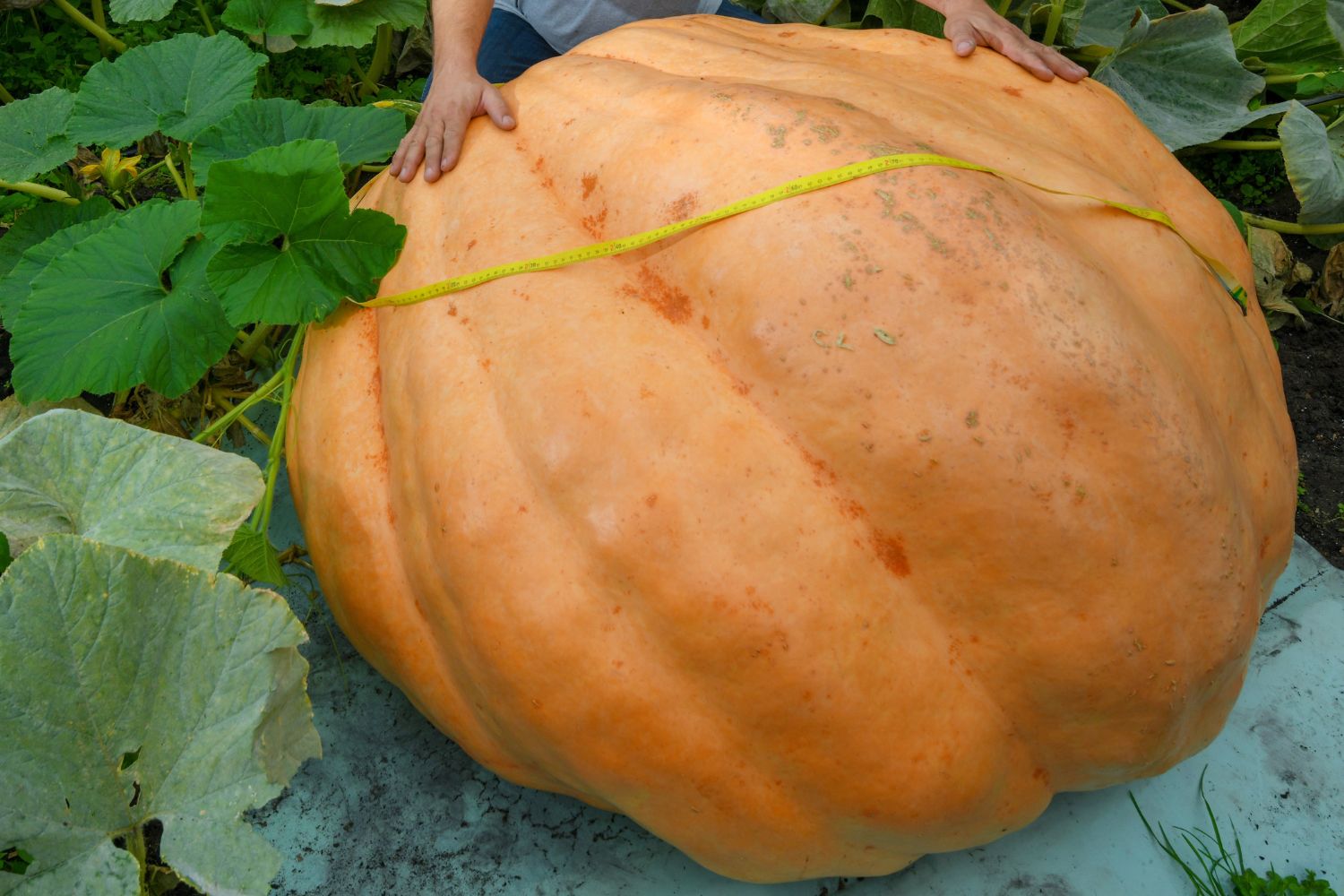 Pumpkin
