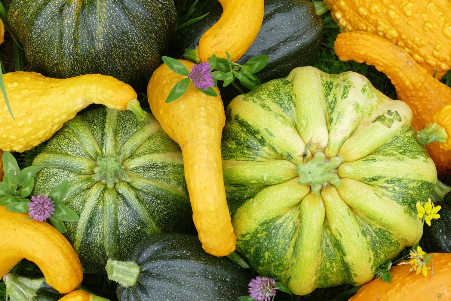 Pumpkin