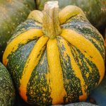 Pumpkin
