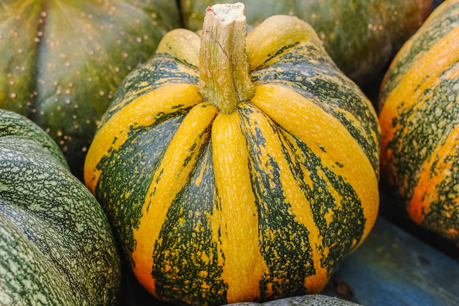 Pumpkin