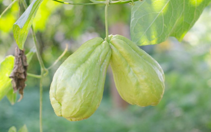 Chayote