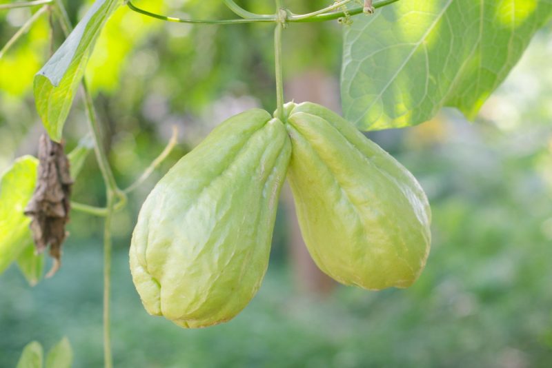 Chayote