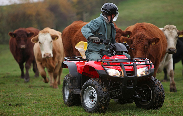 Honda Atv Cattle