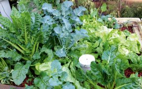 Vegies in aquaponics bed