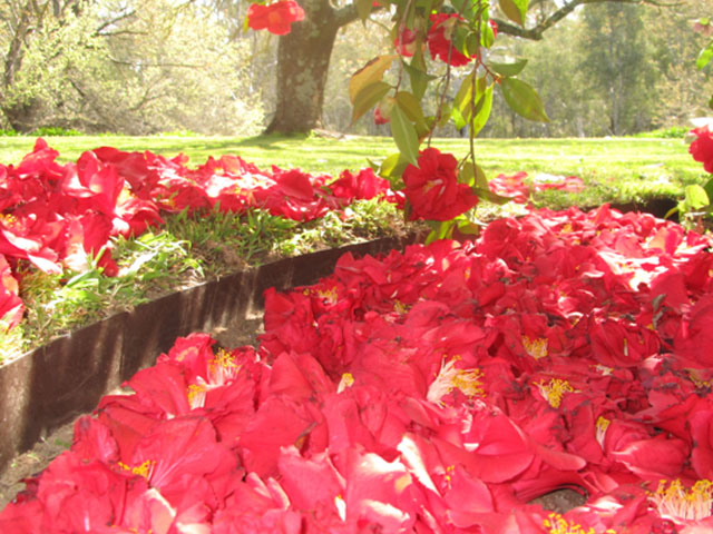 Perfect Edging Made Simple