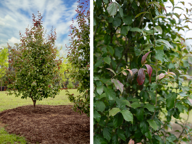 New Fleming’s Urban and Street Trees - Yes Please! | ODS