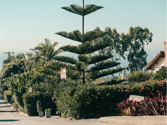 A Case for Trees | ODS