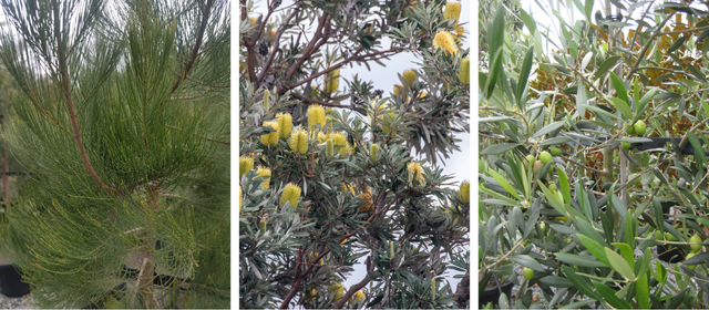 First, Second & Third Tier Coastal Tree Selections | ODS