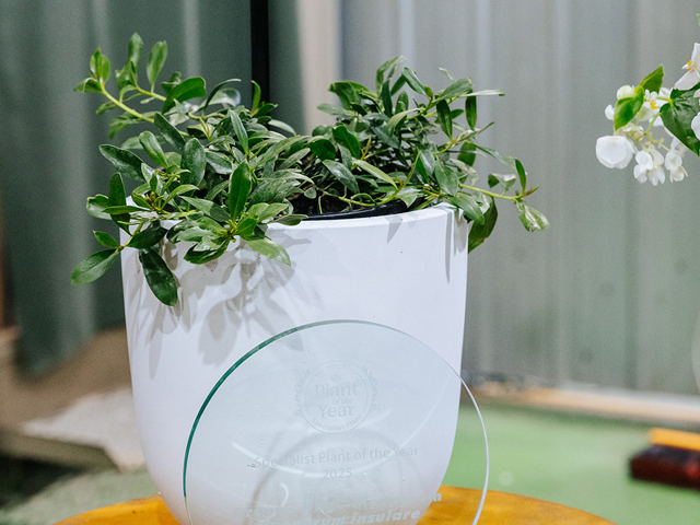 Ground Hugging Ozbreed's Ground Hug™ Has Won Specialist Plant of the Year 2025! | ODS