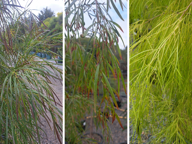 Native Hedging and Screening is the Backbone to Landscaping | ODS