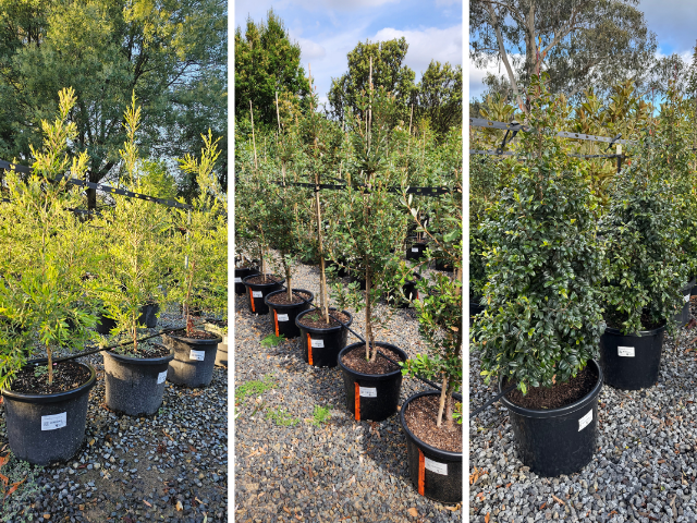Native Hedging and Screening is the Backbone to Landscaping | ODS