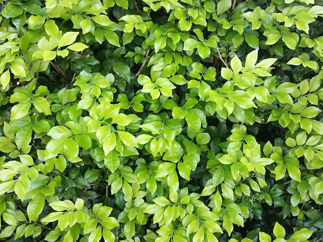 Native Hedging and Screening is the Backbone to Landscaping | ODS