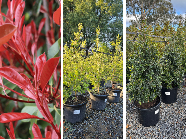 Tall and Narrow: Fastigiate Trees are your Landscaping Friends | ODS