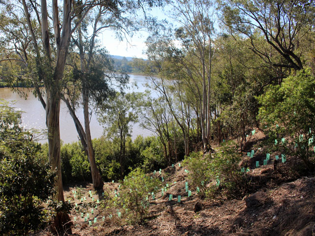 Consort Street Bank Regeneration