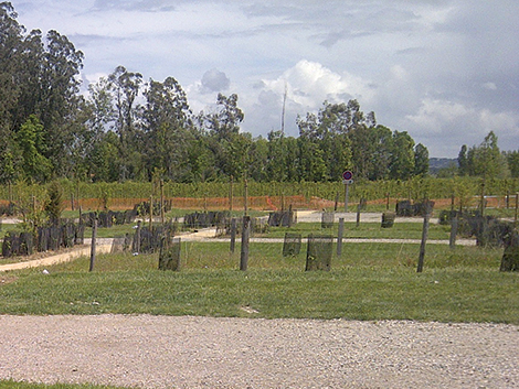TERRAM GrassProtecta