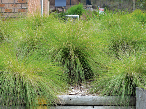 Lomandra Lime Wave