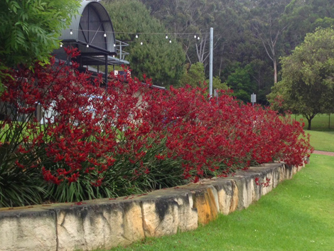 Anigozanthos Landscape Scarlet