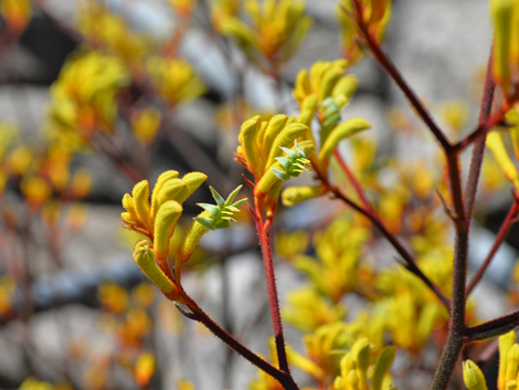 Anigozanthos Landscape Gold