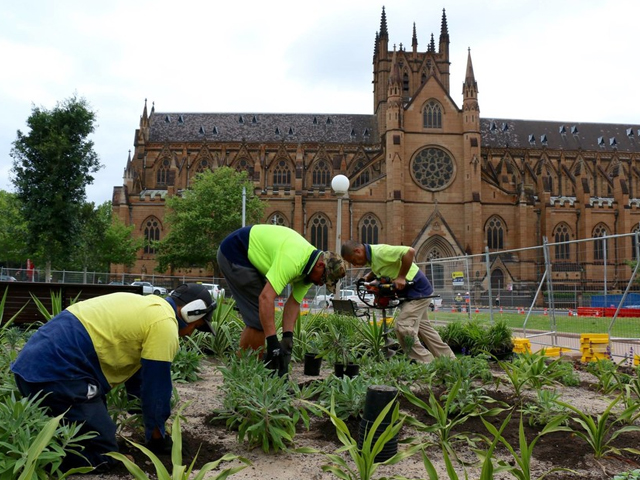 TUBESTOCK & POTTED PLANTING