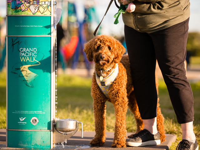 Why Dog Drinking Bowls Matter in Public Spaces