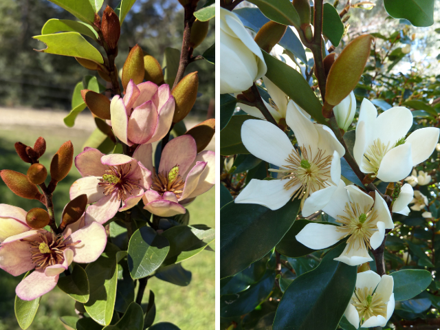 The Sweet Scent of Spring is in the Air